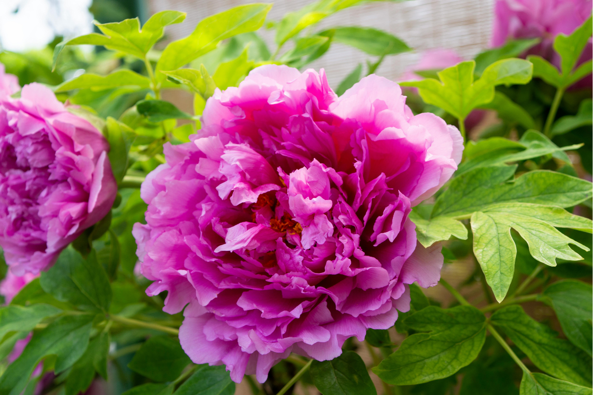 Fiore di peonia rosa in primo piano con foglie verdi.
