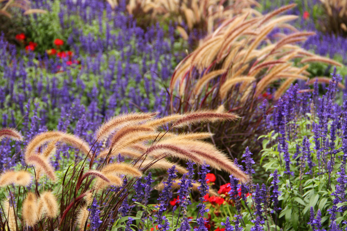Graminacee ornamentali con spighe arcuate abbinate a lavanda viola in piena fioritura, aiuola colorata e soleggiata.