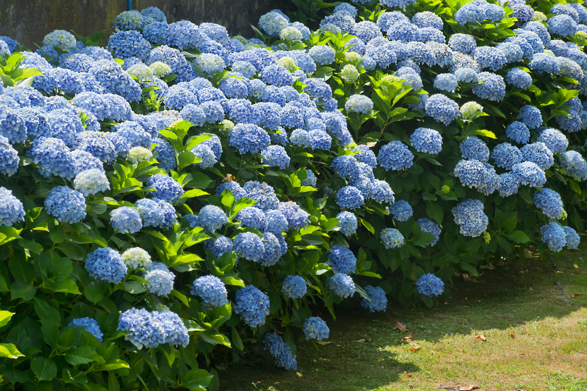 Come potare le ortensie vecchie e legnose per farle tornare a fiorire
