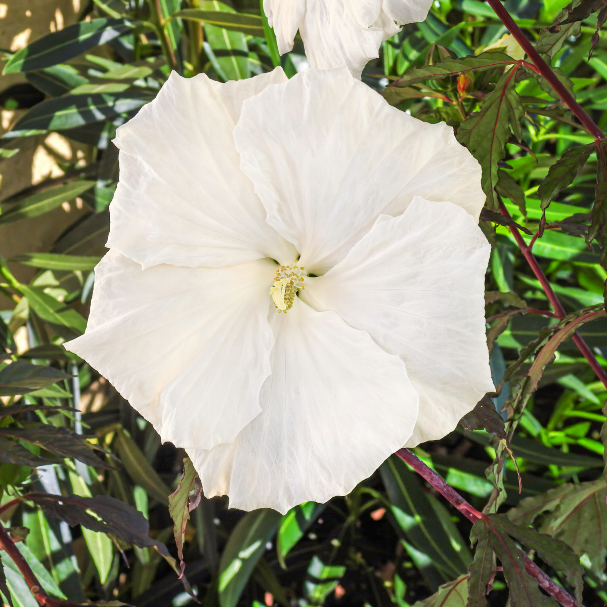 Hibiscus moscheutos 'Carousel Ghost' in piena fioritura con grandi fiori bianchi e centro rosa