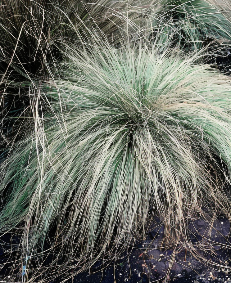 Carex comans 'Frosted Curls' in giardino roccioso con foglie ricadenti