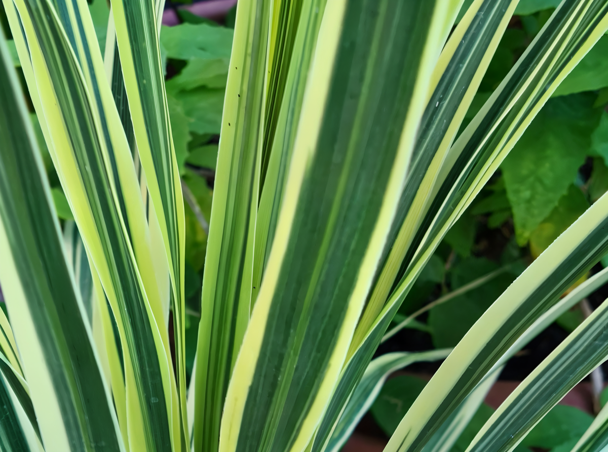 Cordyline australis 'Lime Passion' in vaso, foglie verdi e gialle, come elemento di interior green design esotico
