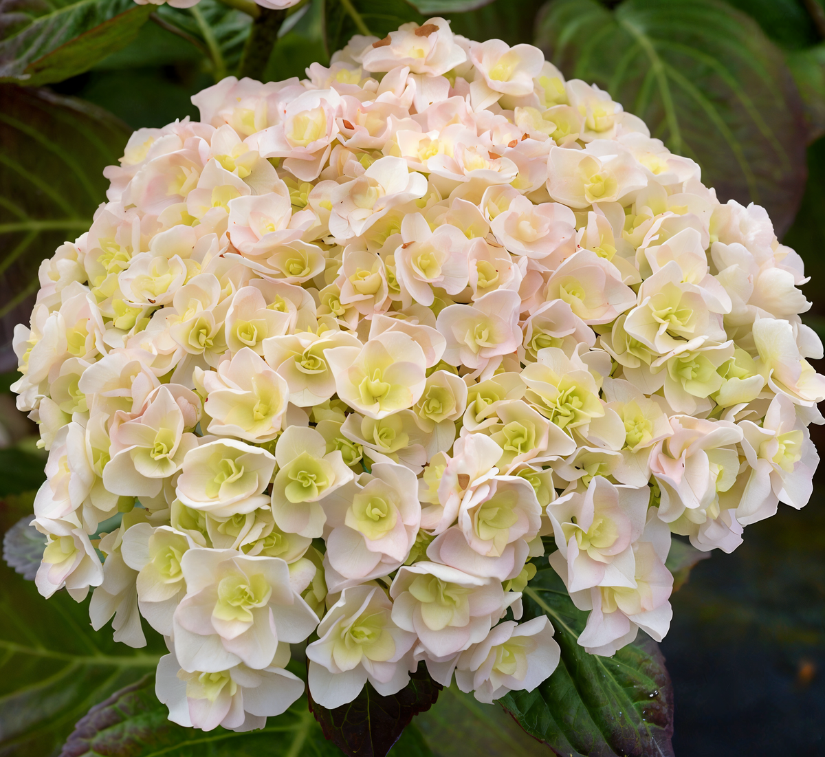 Hydrangea macrophylla 'Kazan' con grandi fiori rosa in un giardino elegante.