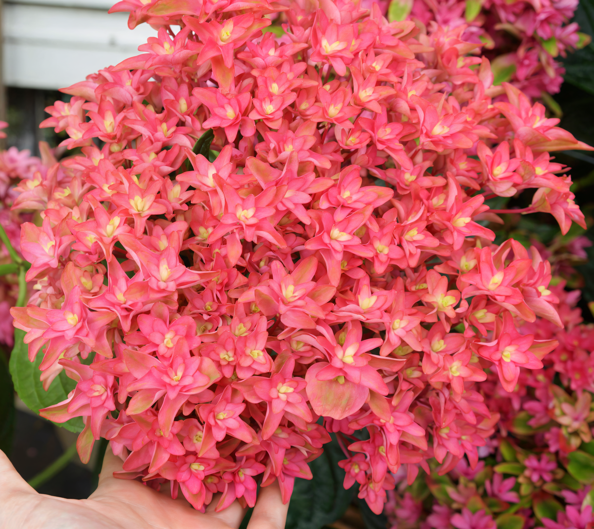 Hydrangea macrophylla 'Princess Diana' in piena fioritura, con i suoi grandi fiori rosa-violacei.