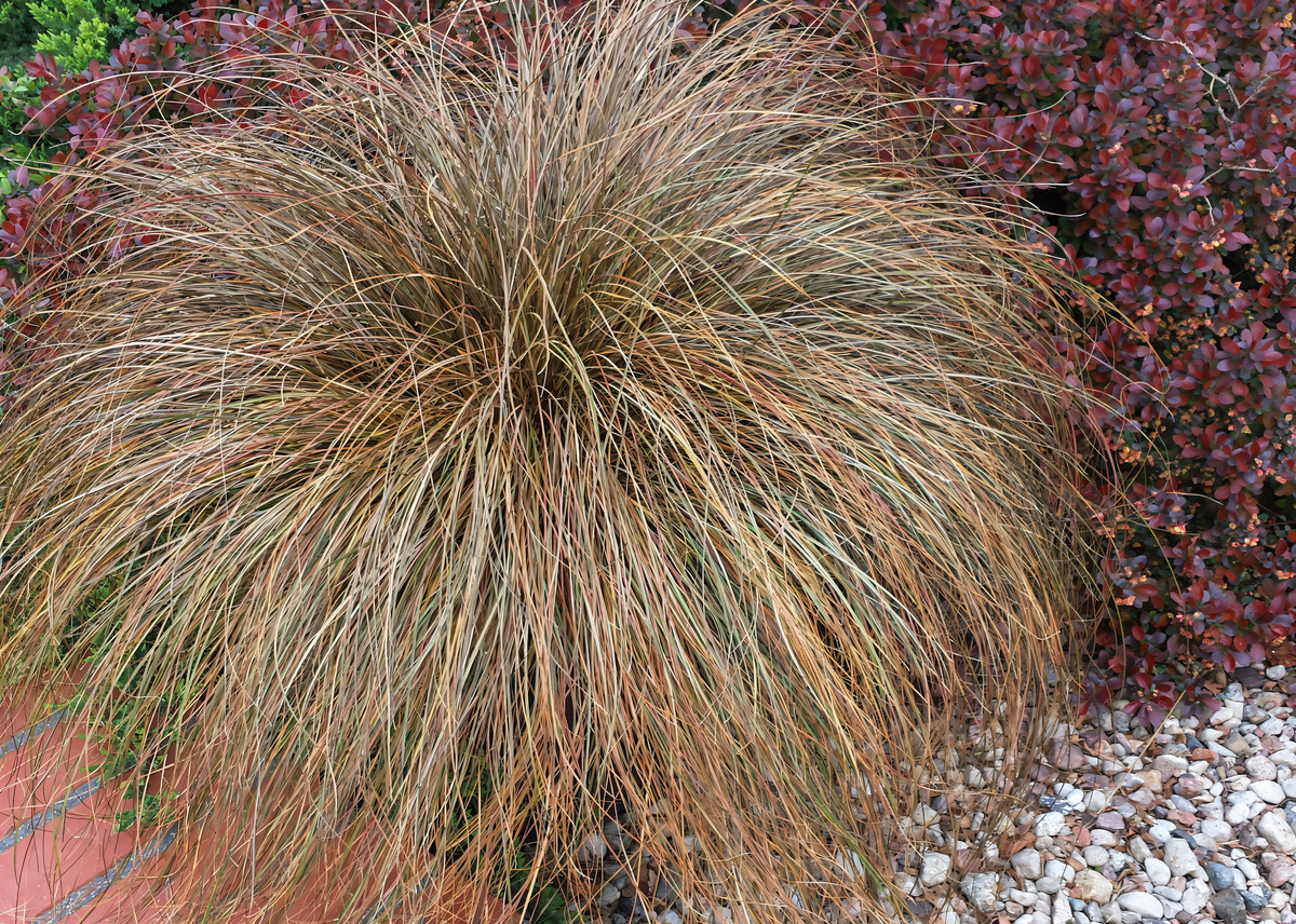 Carex comans 'Bronze Perfection' in vaso, fogliame bronzeo vibrante