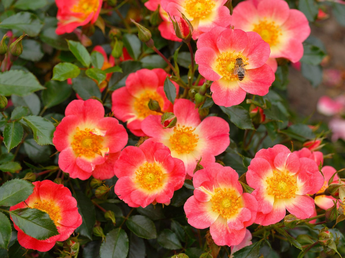 Rose rifiorenti