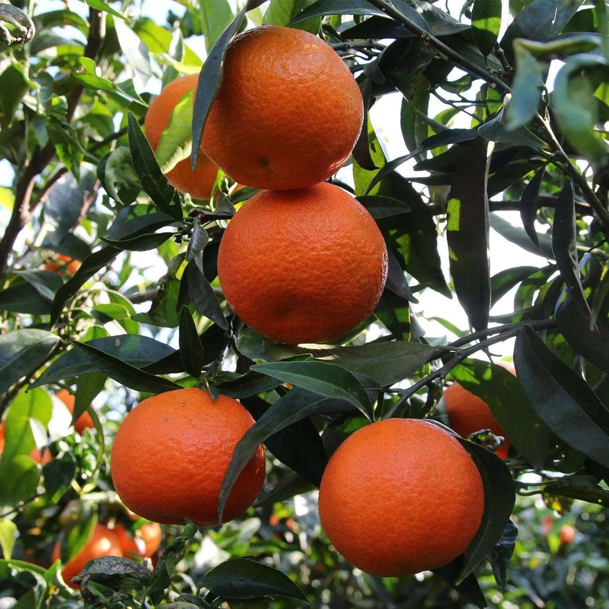 Clementino - Citrus clementina - Mandarini e clementine
