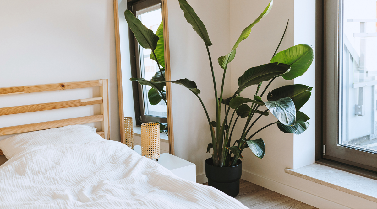 Piante slanciate da interno