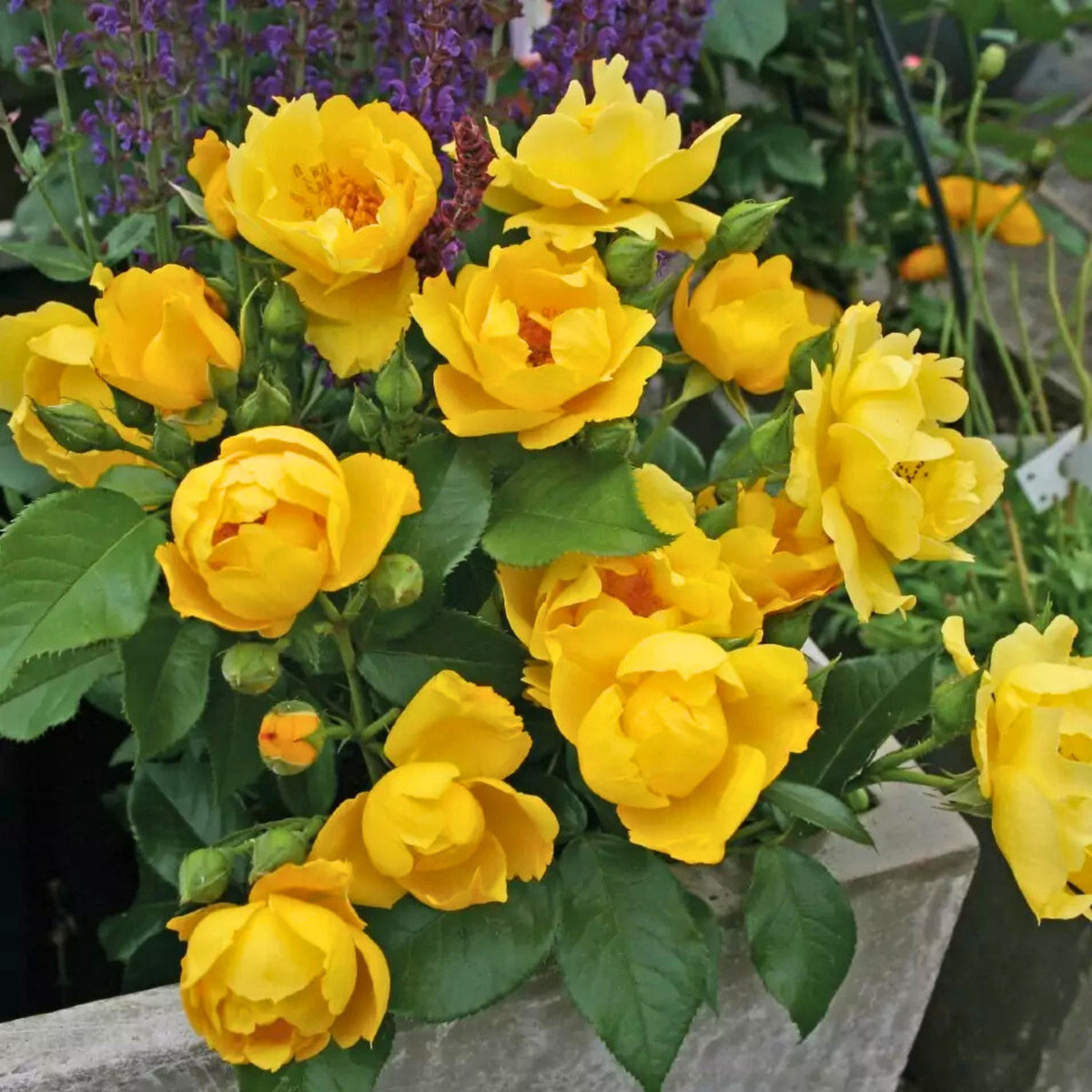 Rose gialle