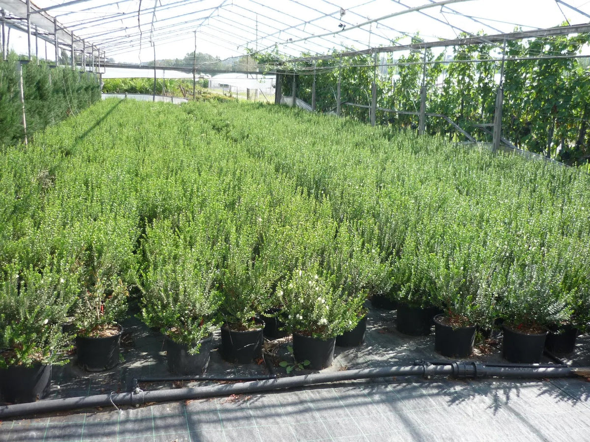 Myrtus communis