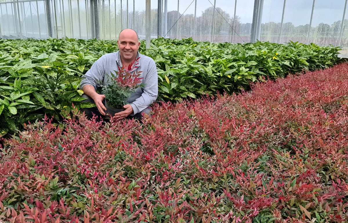 Nandina domestica Red Light arbusto sempreverde con fogliame rosso-porpora e bacche rosse in giardino