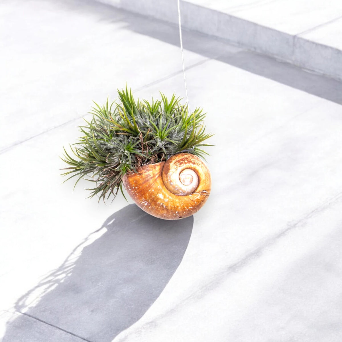Tillandsia 'Shelly'