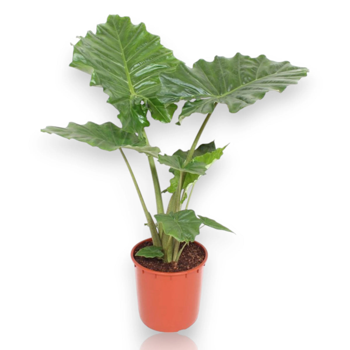 Dettaglio foglia gigante lucida Alocasia Portodora con nervature marcate e forma sagittata