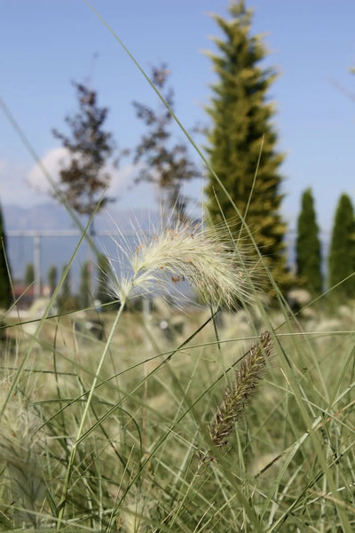 Pennisetum villosum