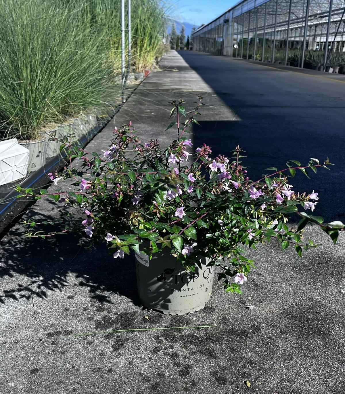 Dettaglio fiori bianchi tubolari profumati di Abelia grandiflora Edward Goucher su foglie verdi lucenti