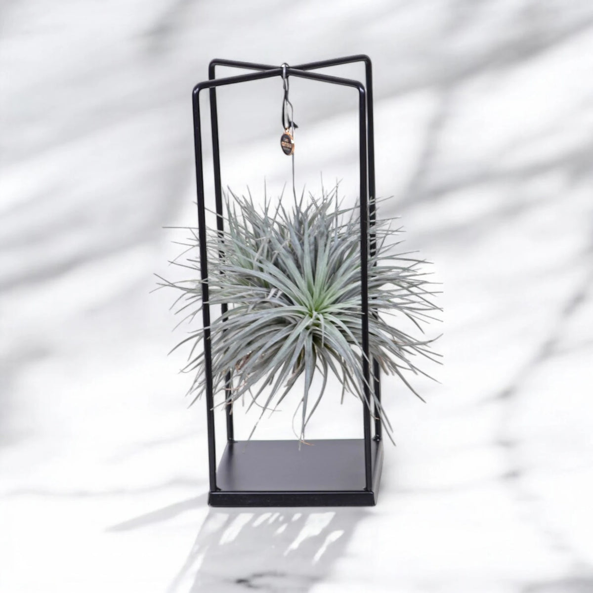 Tillandsia 'Cube'
