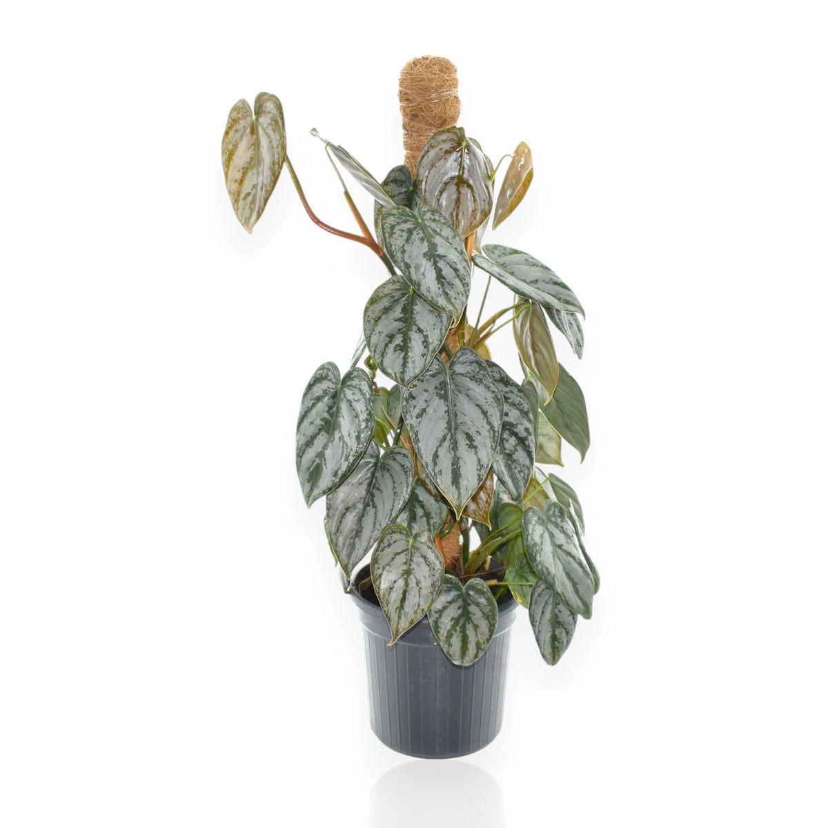Philodendron brandtianum con foglie cuoriformi argentate in vaso, pianta rampicante da appartamento