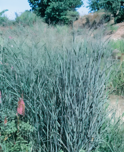 Panicum virgatum 'Heavy Metal'