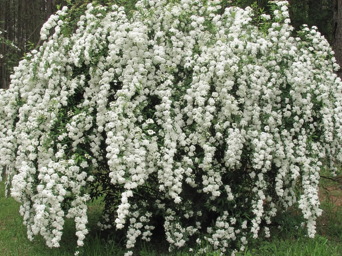 Spirea - Spiraea × vanhouttei