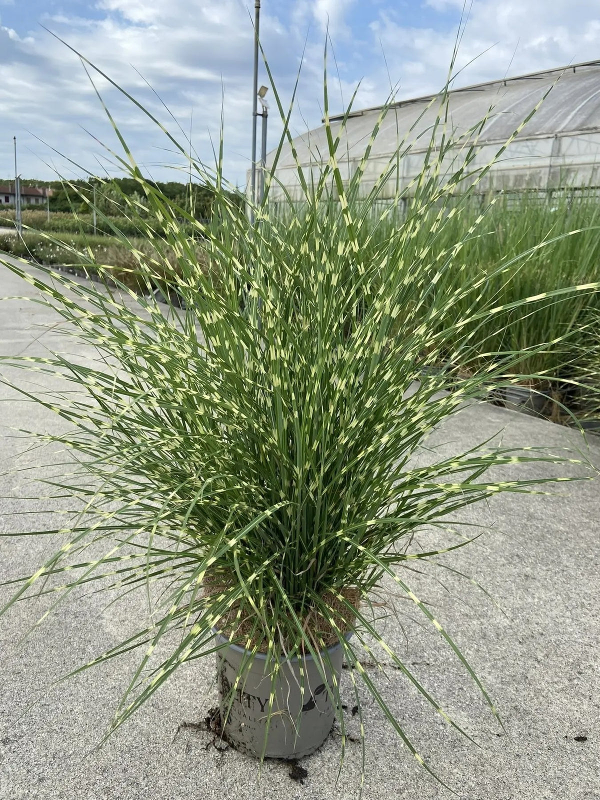 Miscanthus Strictus zebra con foglie striate gialle e verdi