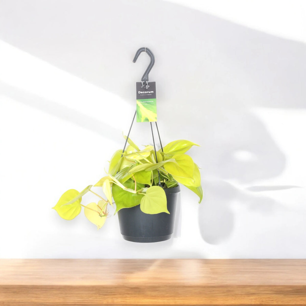 Philodendron scandens 'Lemon lime'