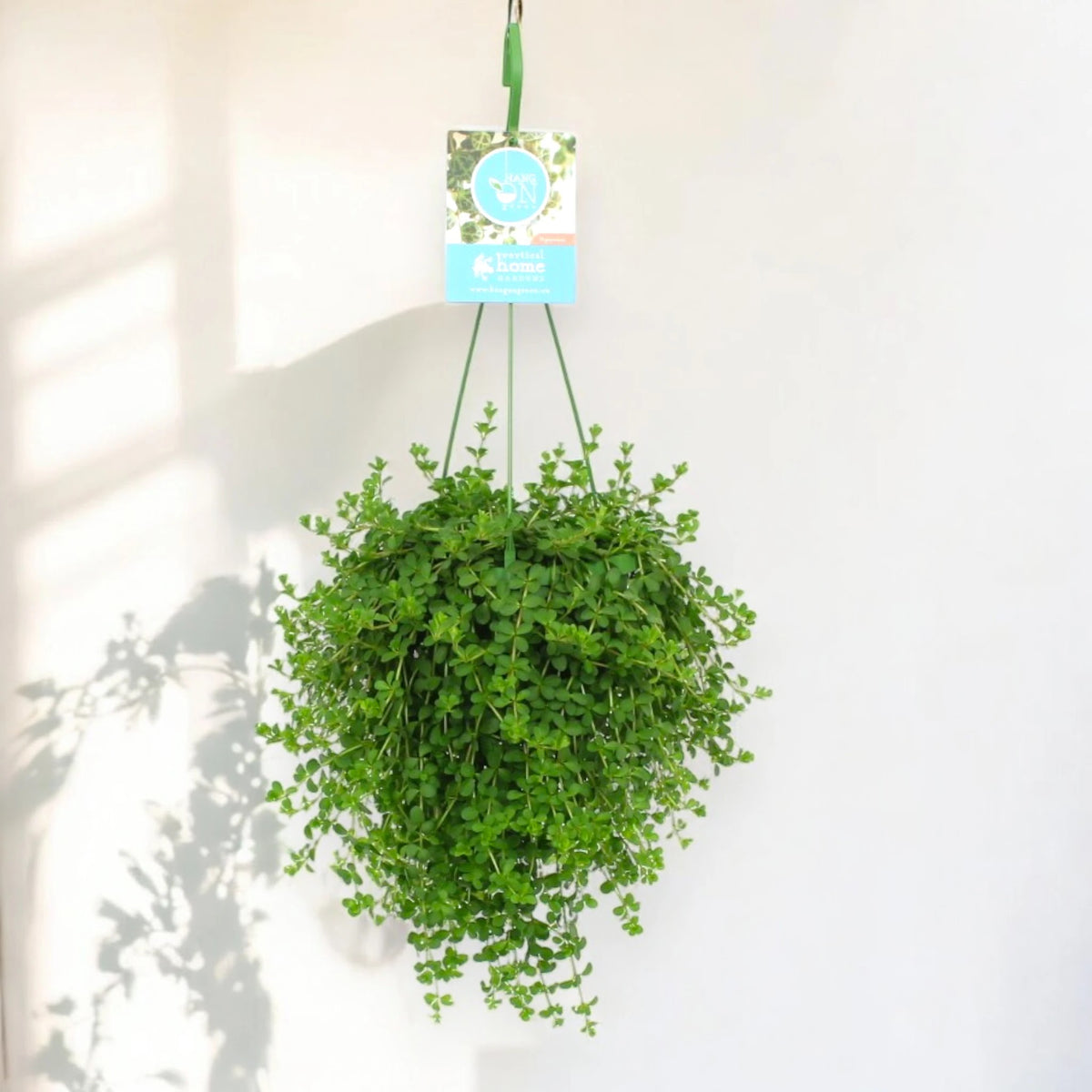 Peperomia 'Isabelle'