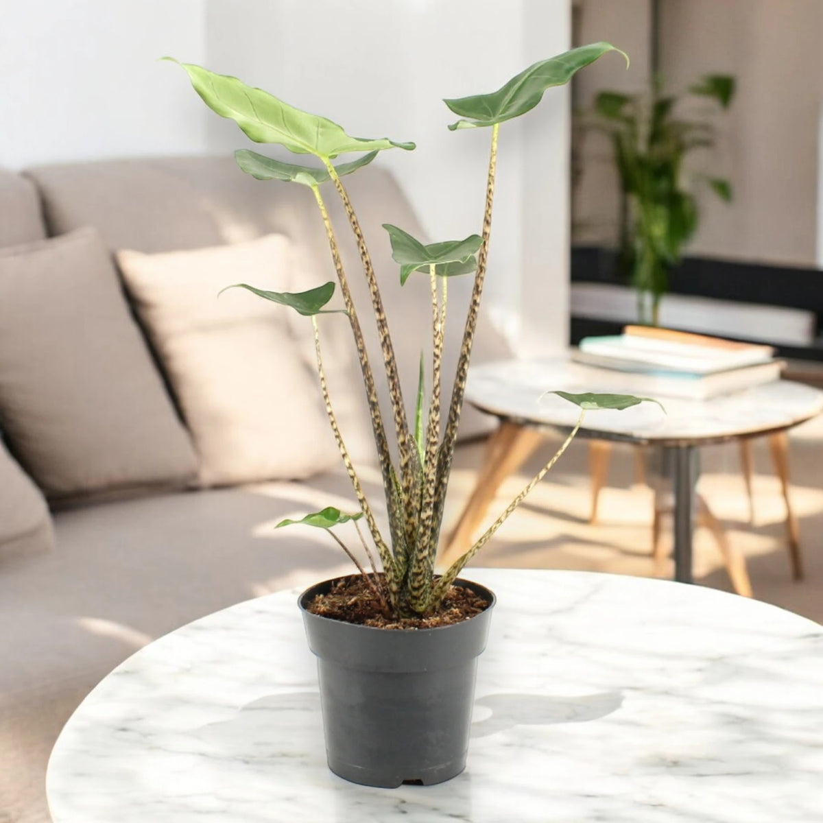 Alocasia zebrina 'Siberian Tiger'