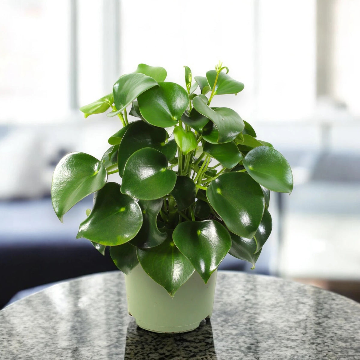 Peperomia polybotrya 'Raindrop'