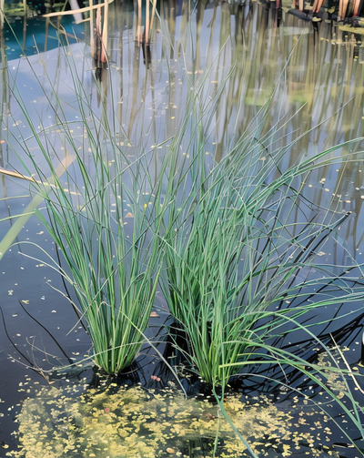 Giunco Glauco - Juncus inflexus 'Glaucus'