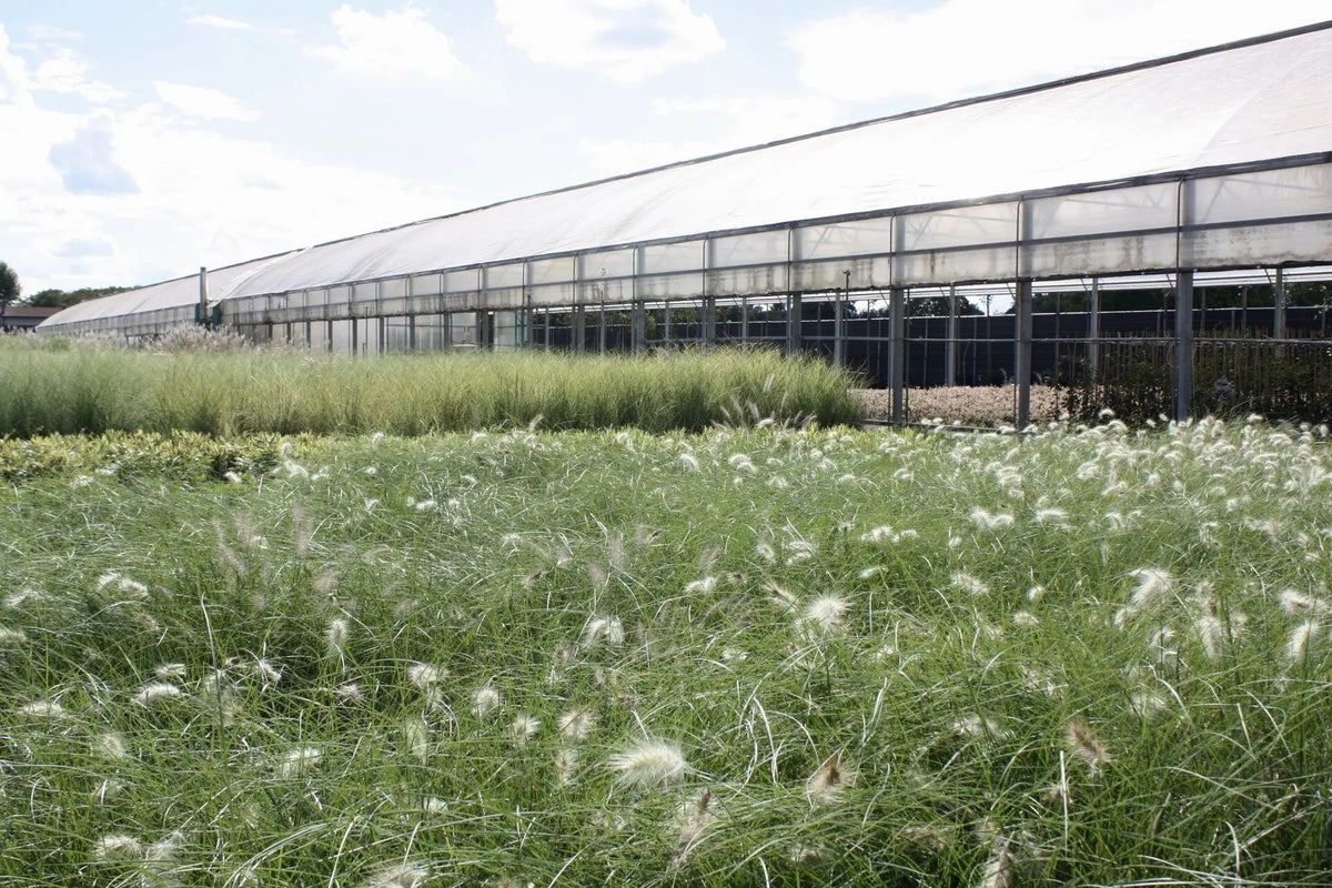 Pennisetum Villosum con spighe piumose bianco-argentee