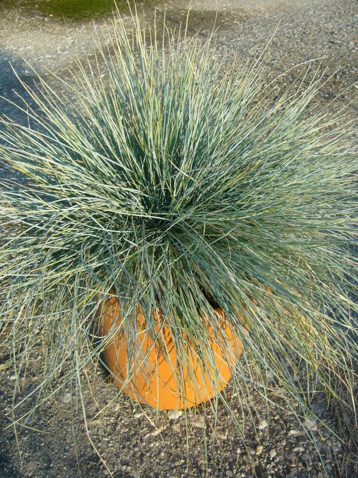 Festuca glauca Elijah Blue cespuglio compatto con fogliame azzurro-argenteo in giardino roccioso