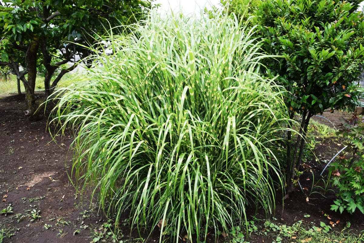 Miscanthus Zebrinus con foglie a strisce trasversali dorate