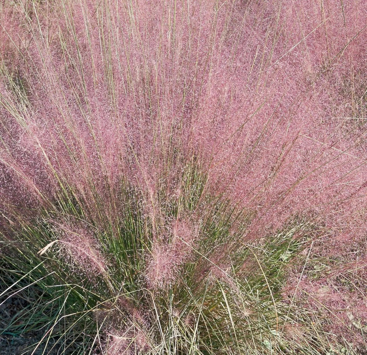 Muhlenbergia capillaris in piena fioritura autunnale con infiorescenze rosa-porpora piumose