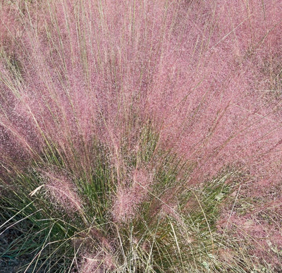 Piante per dry garden