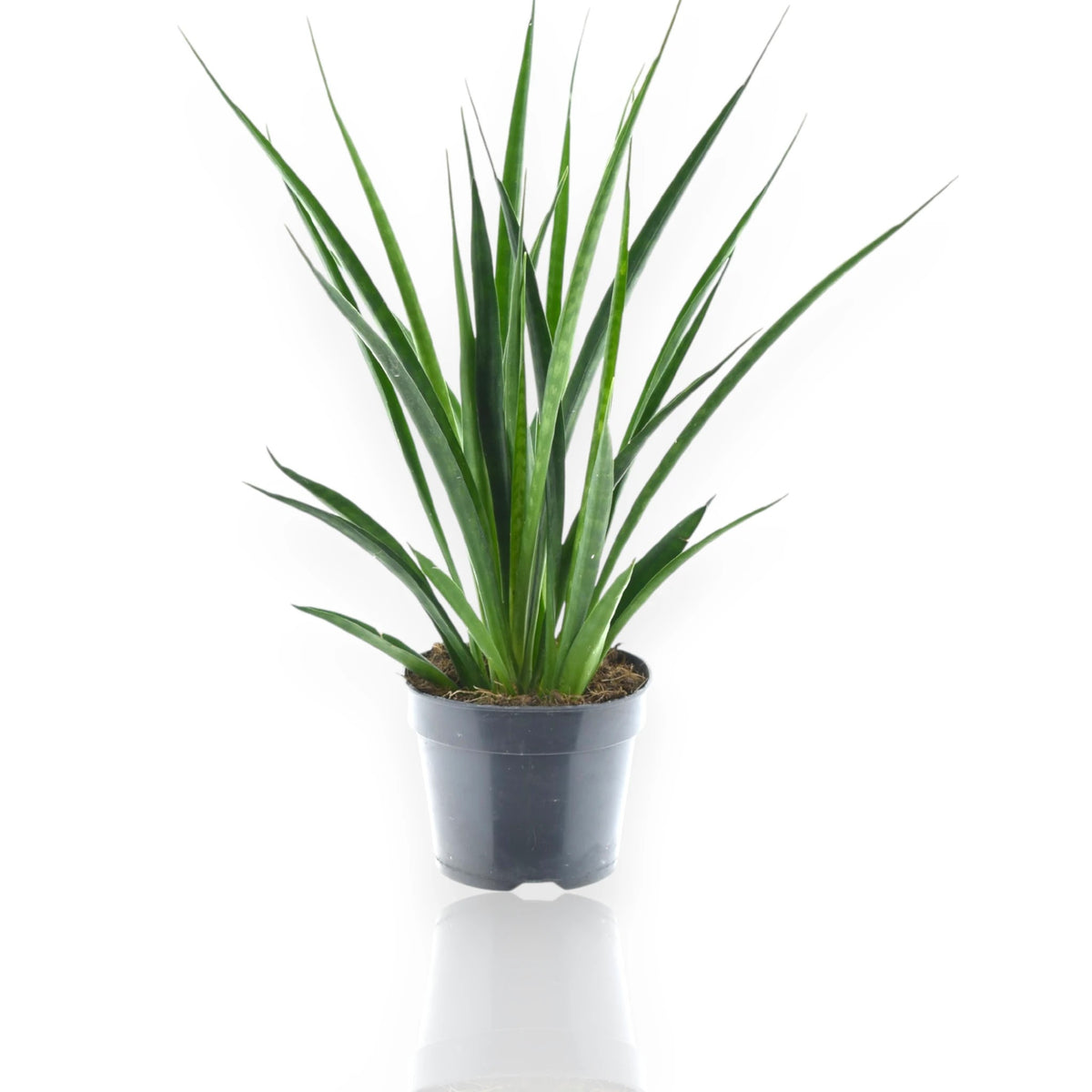 Sansevieria Kirkii Friends con foglie carnose disposte a rosetta in vaso decorativo da interno