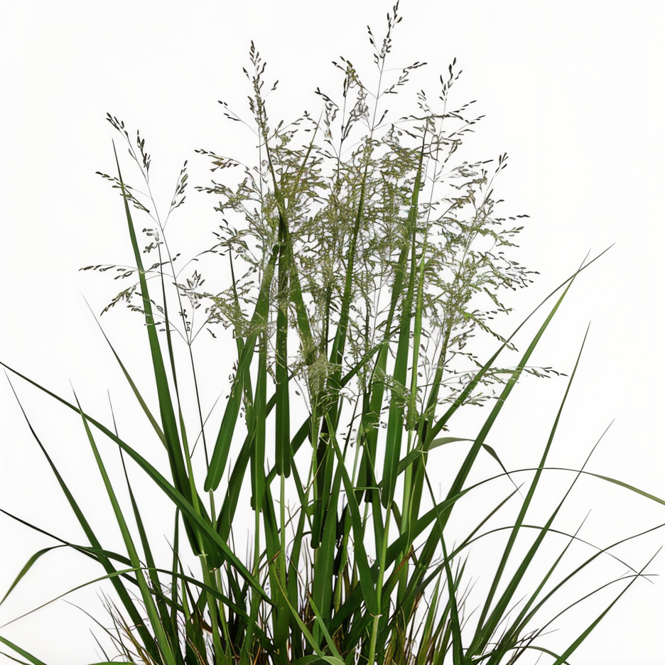 Panicum virgatum Northwind con portamento eretto e spighe dorate in giardino naturalistico
