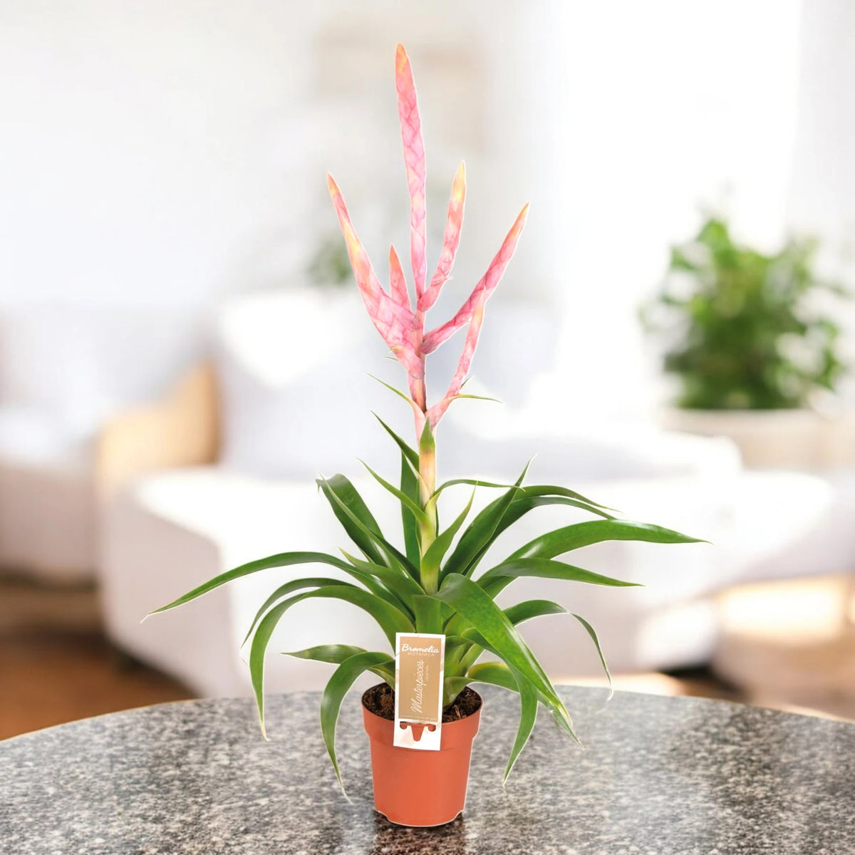 Tillandsia 'Dolce'