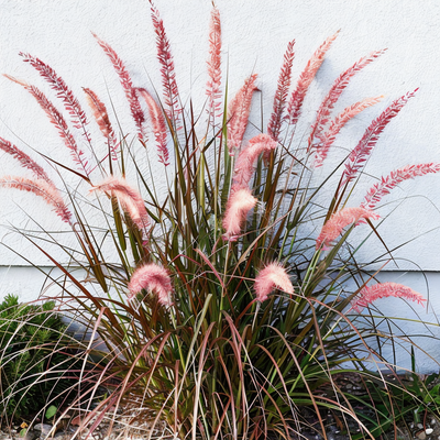 Pennisetum orientale