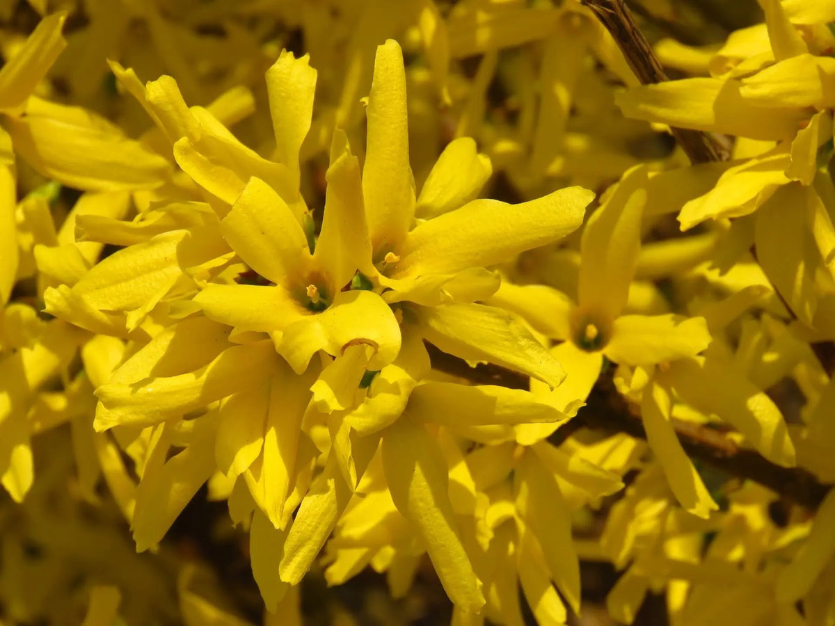 Forsizia - Forsythia intermedia 'Mikador'