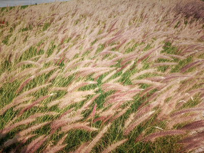 Stipa tenuissima