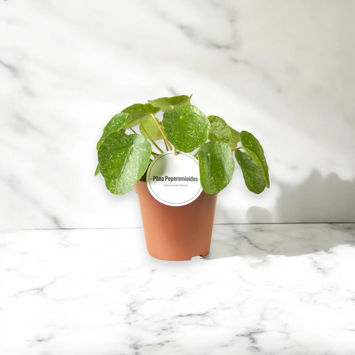 Pilea peperomioides Sugar con foglie rotonde variegate in vaso bianco su sfondo neutro