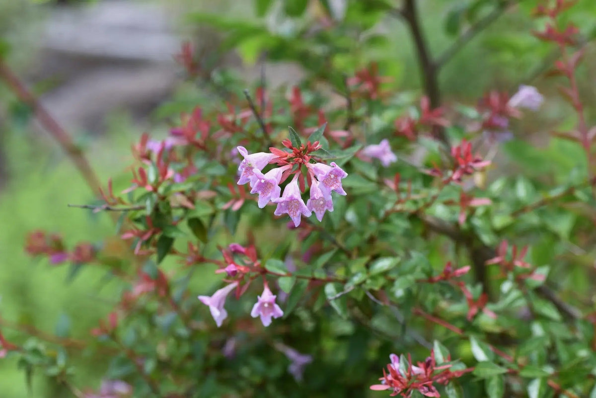 Abelia grandiflora Pinky Bells arbusto sempreverde con fiori bianchi profumati in giardino