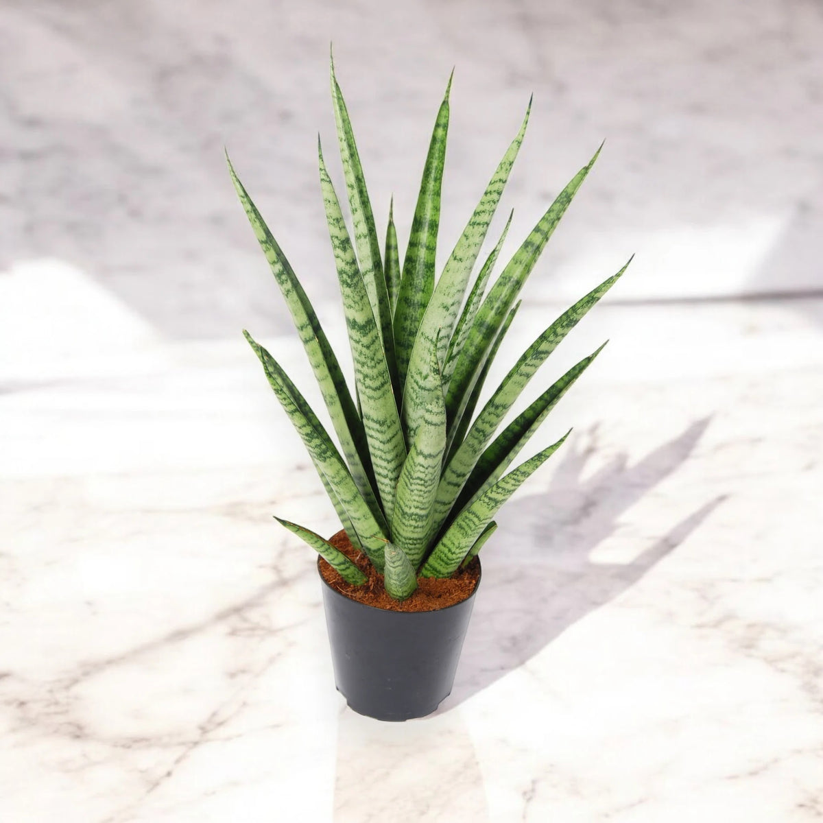 Sansevieria trifasciata 'Pineapple'