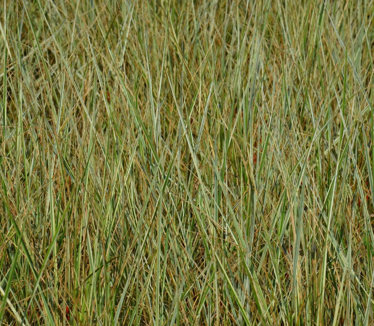 Calamagrostis acutiflora Overdam con fogliame variegato bianco-verde e spighe dorate in giardino naturalistico