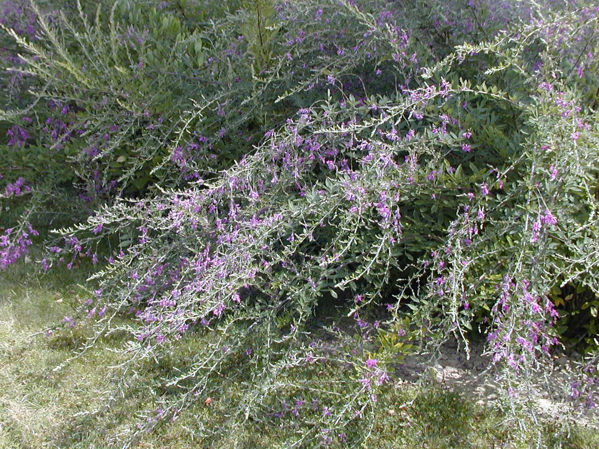 Lespedeza thunbergii in fiore con rami arcuati ricoperti di fiori rosa-porpora in giardino autunnale