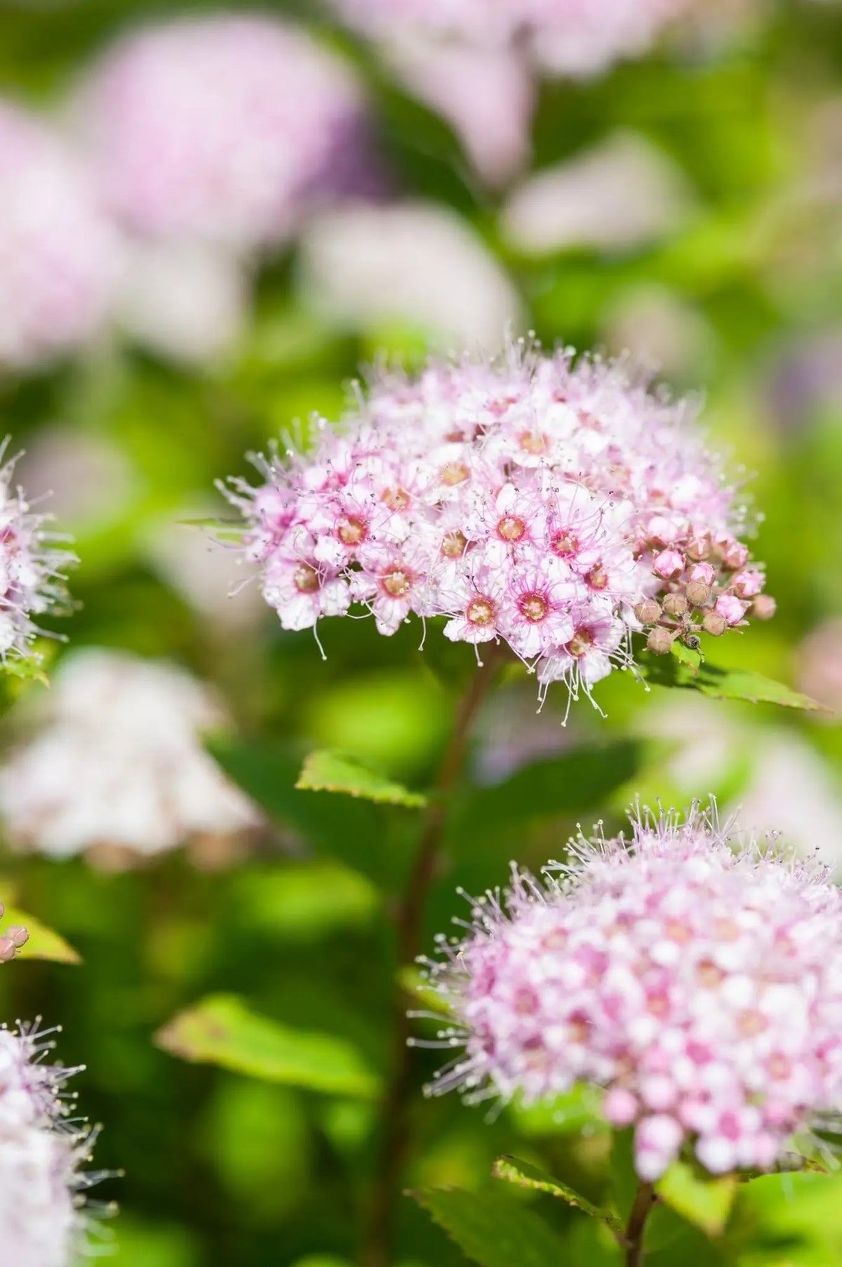 Spiraea japonica Golden Princess, arbusto compatto con fogliame dorato e fiori rosa in giardino