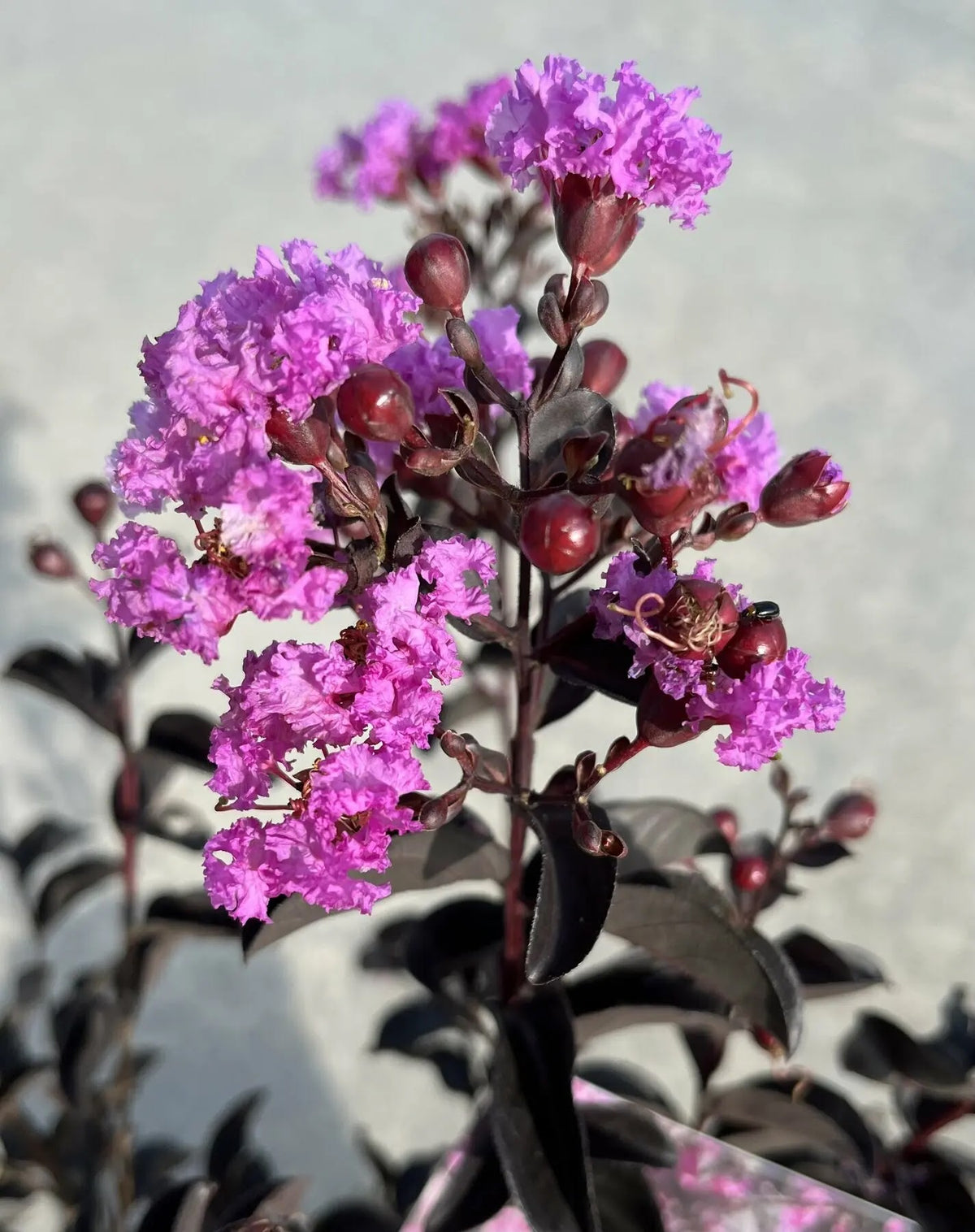 Lagerstroemia indica 'Black Solitaire Purely Purple'