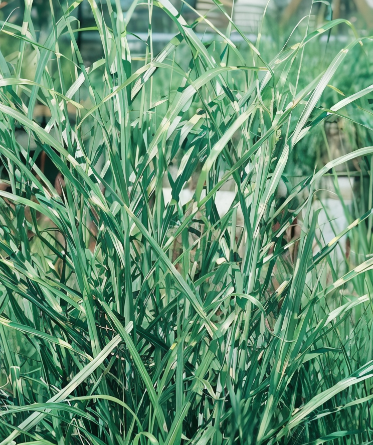 Cespo di Miscanthus Zebrinus con dettaglio delle bande gialle