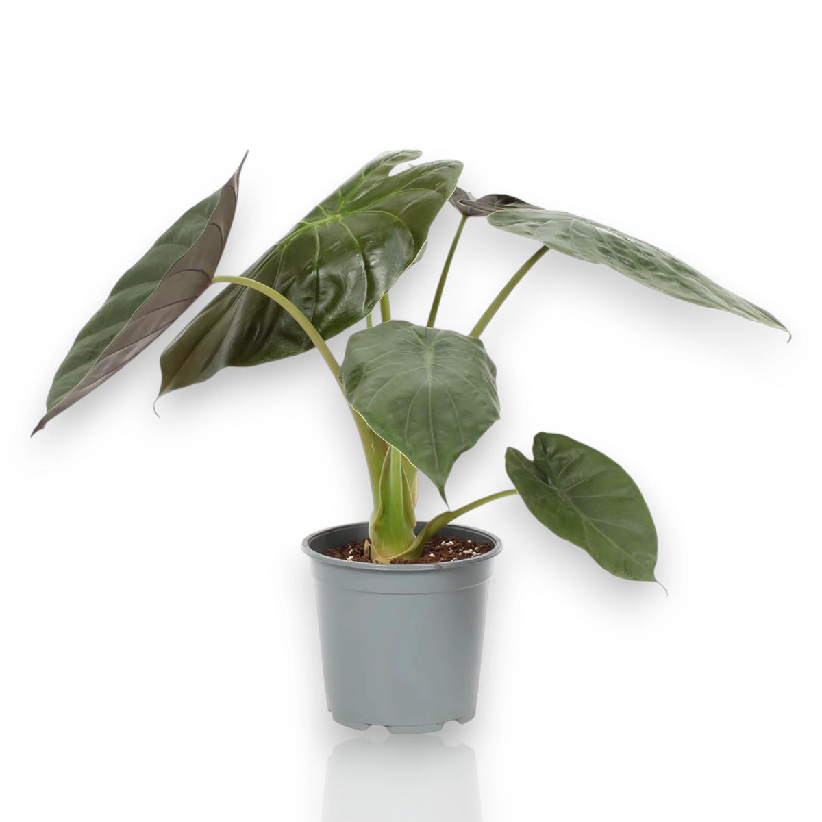 Alocasia Wentii in vaso, pianta da interno con foglie verde scuro e nervature pronunciate