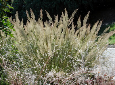 Calamagrostis brachytricha